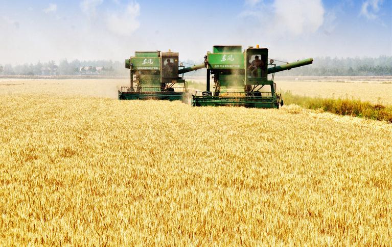 质量好,水分干,可制作面粉 小麦富含淀粉,蛋白质,脂肪,矿物质,钙,铁