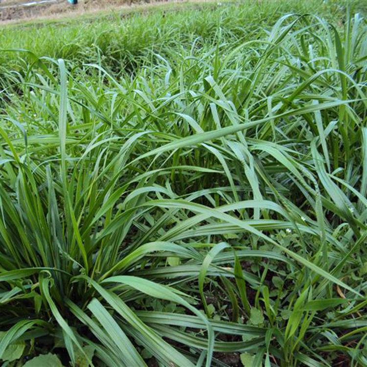 批发进口优质草坪种子 一年生黑麦草 黑麦草草种 牧草种子 包发芽