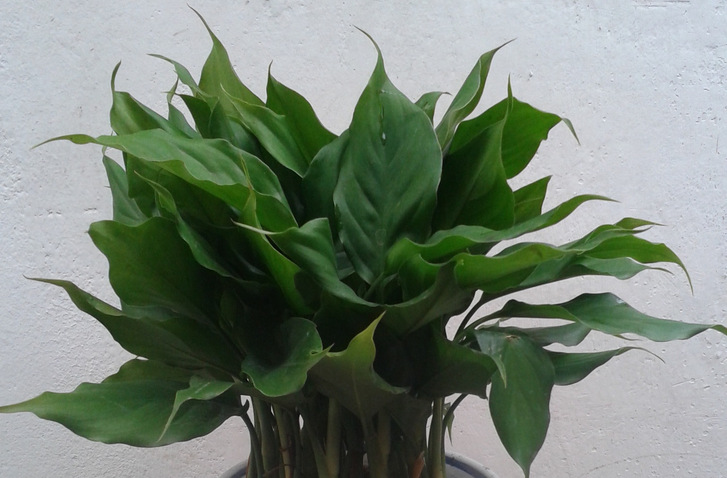 银皇后万年青室内 常绿净化空气 耐阴 植物盆栽白雪公主多肉植物