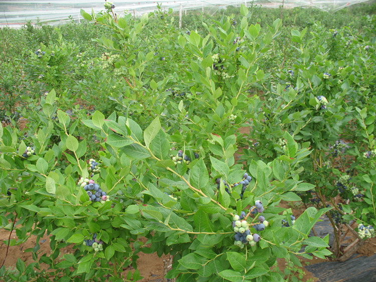 珍贵蓝莓树苗盆栽蓝梅果树苗南方北方品种 2年苗 庭院果树