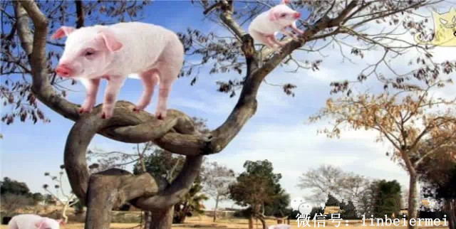 【倾听&品味】 - 如何让猪上树?