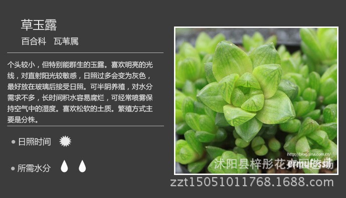 批发多肉植物 盆栽植物 室内吸甲醛多浆植物 条纹十二卷