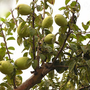 纯正皱皮木瓜苗 优良高产药材种苗 植物原药材 品种优 品质好