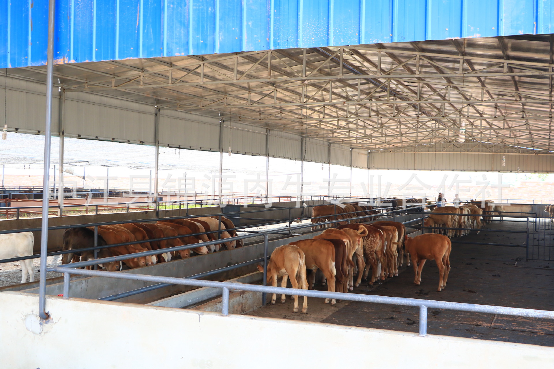 供应肉牛养牛精选肉牛西门塔尔 夏洛莱肉牛 海福特牛肉牛 