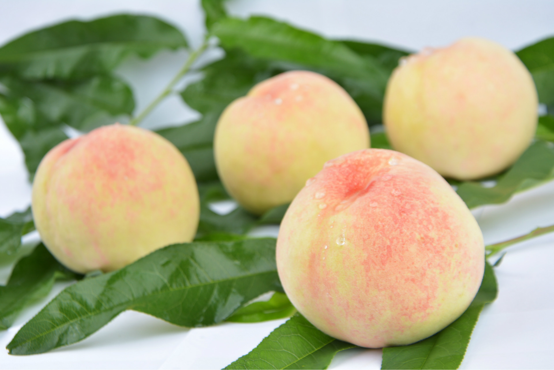 无公害瑜伽水果水蜜桃 新鲜正宗无锡阳山水蜜桃