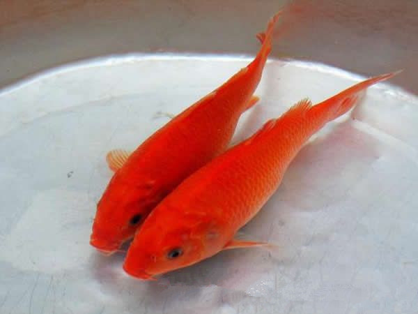 荷包红鲤肉质肥美细嫩,汤鲜味美,肥而不腻,香而无