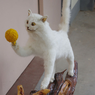 仿真猫咪标本猫咪仿真动物仿生标本支持定做制作支持定做摆件道具