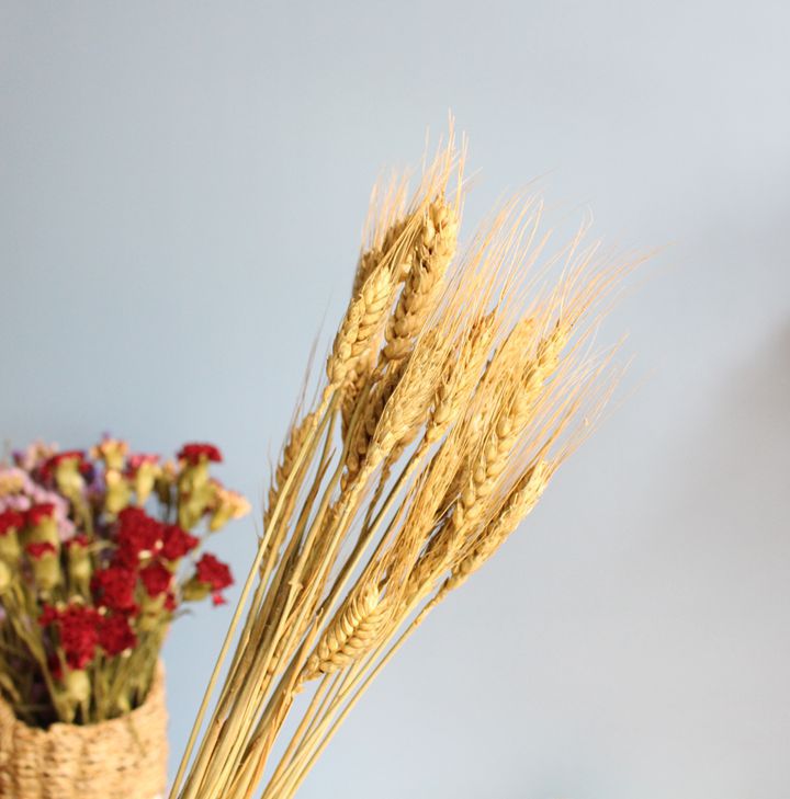 染色一束小麦麦子大麦穗开业庆典礼品干花真花装饰花批发