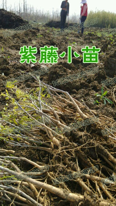 批发花木紫藤2公分3公分5公分多花紫花紫藤树小苗价