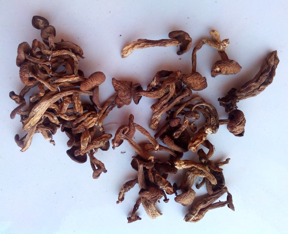 野生毛尖蘑 黄金蘑 500克/袋 黑龙江省大兴安岭森林特产