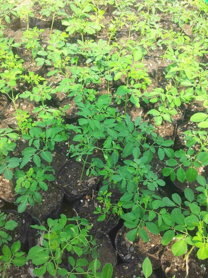 印度辣木叶辣木树上鲜叶晒干 辣木叶粉泡水 煲汤降三高代理加盟