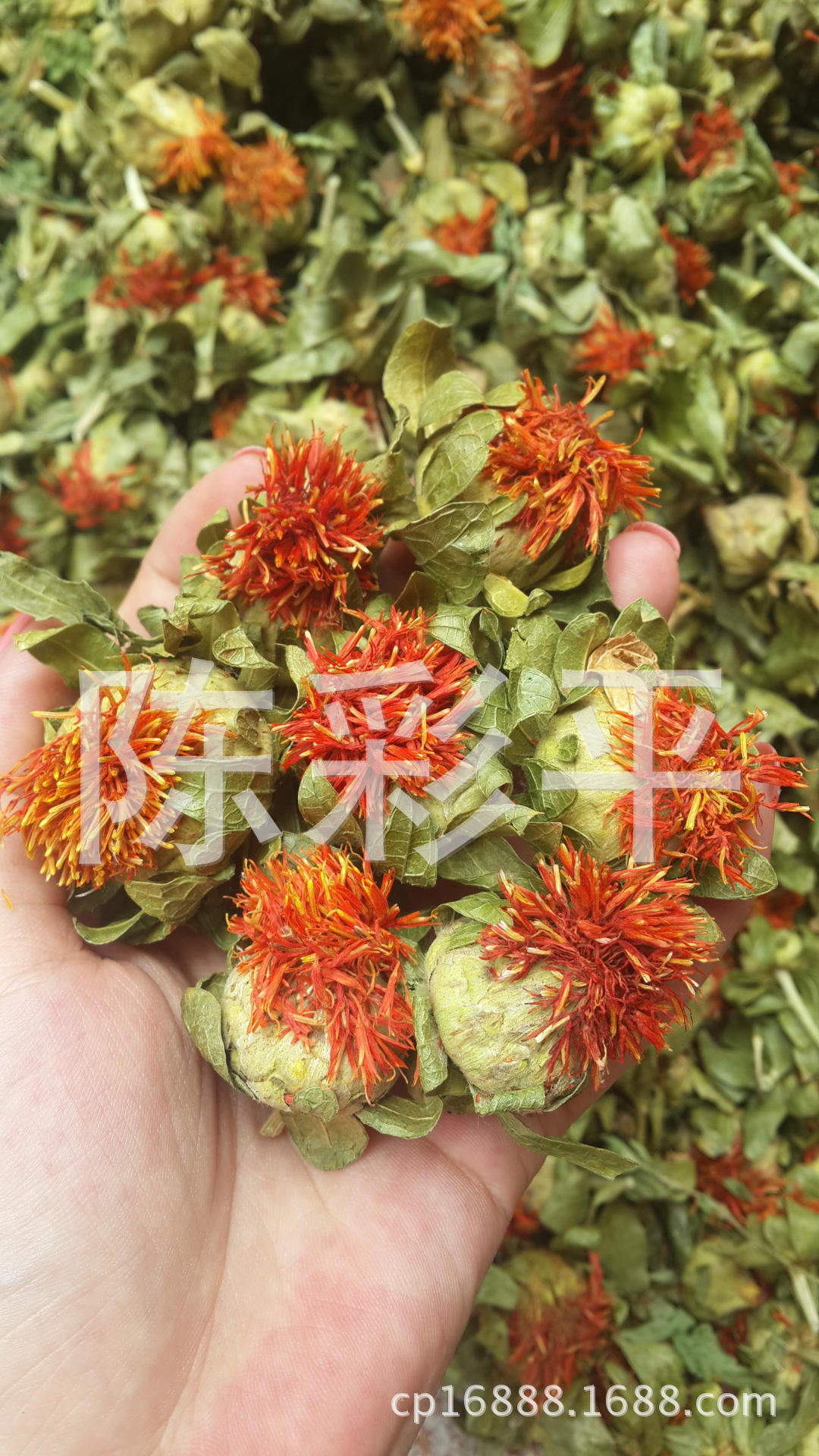 新疆藏紅花_藏紅花 紅花2015 江湖地攤 西藏 橙菠蘿 搶先賺錢