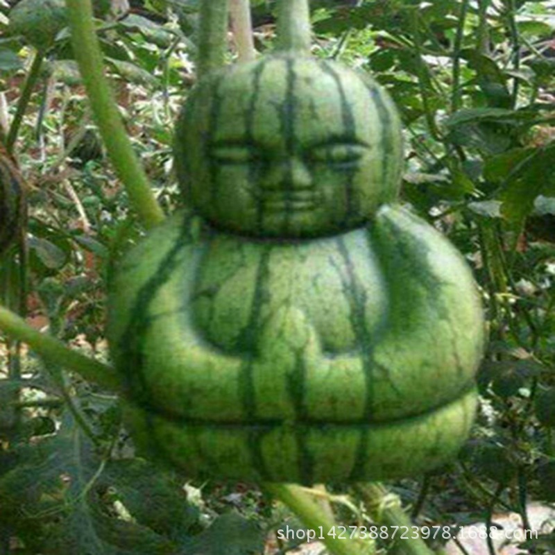 山东临沂厂家专供 人参果模具 水果成型模 方形西瓜娃娃详情 - 中国