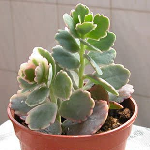 玉树锦 多肉植物 肉肉盆栽 办公室 防辐射 多肉迷你小盆栽 不含盆