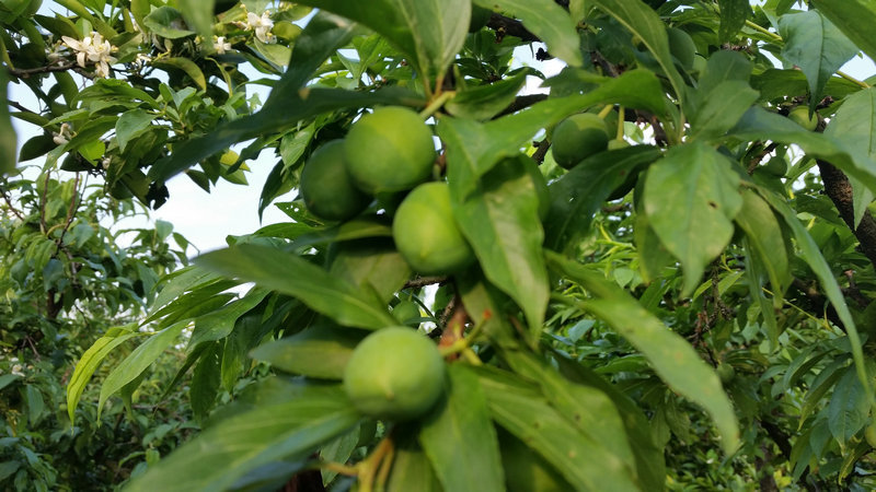 优质从优 酸甜可口农家无公害红布李水果 优质新鲜李子