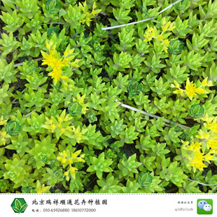 北京花卉基地 园林植物 金叶反曲景天 黄色园林植物 园艺植物