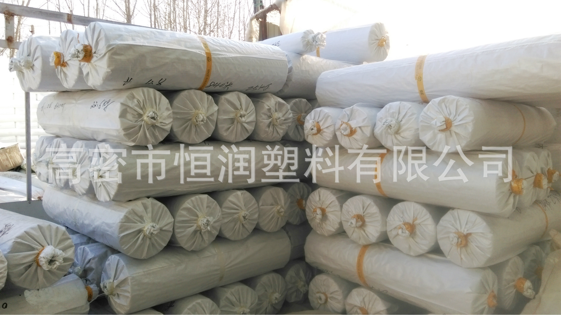 法桐苗木最新价格及图片