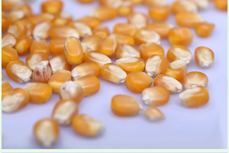 长期批发玉米种子 泽玉19 粮食公司低价 优质高产玉米种-农作物种子