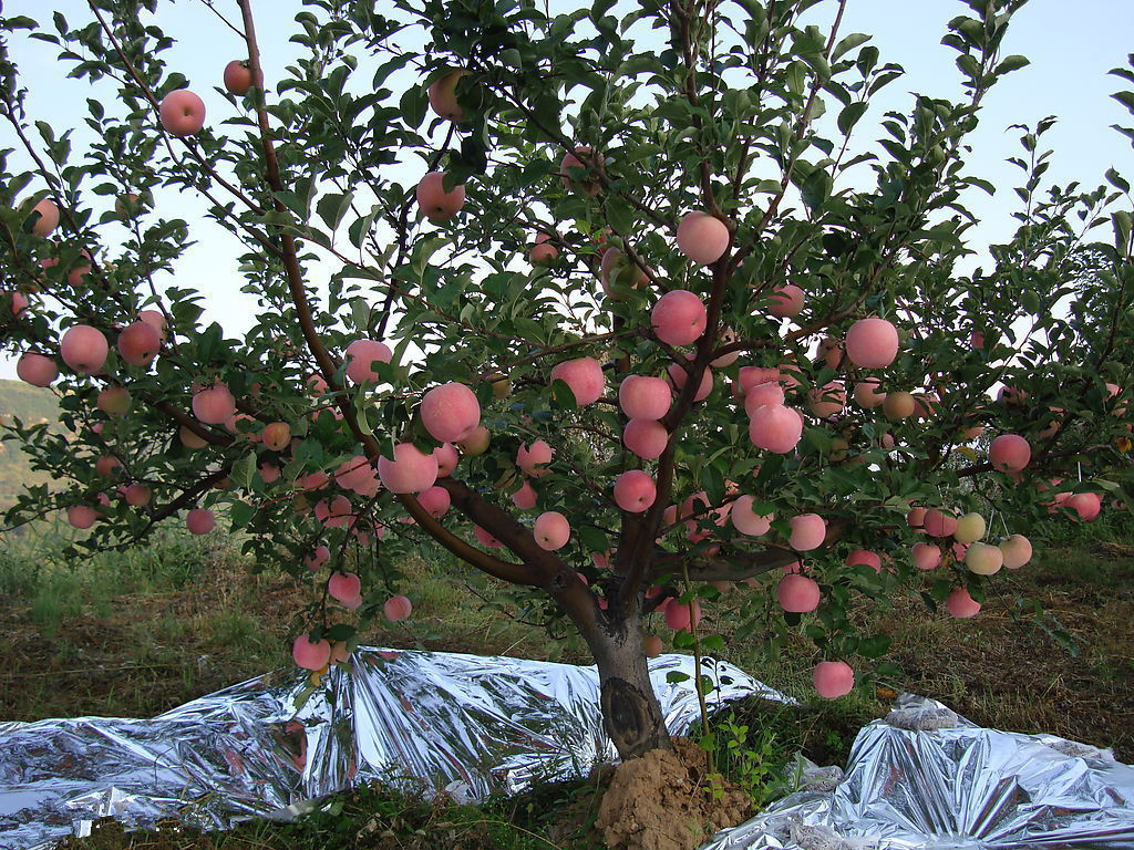 苹果树哪里有批发的 苹果树哪里有批发的