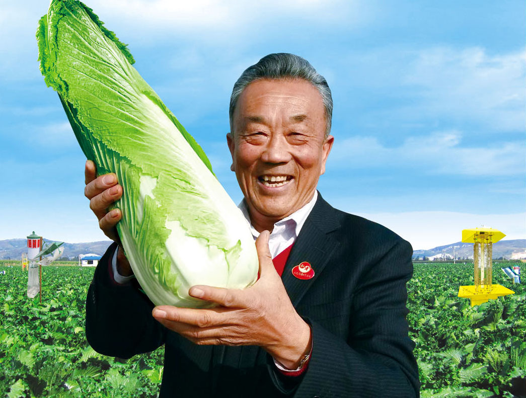 玉田"慈玉"牌富硒酵素包尖白菜 玉(御)菜 绿色食品